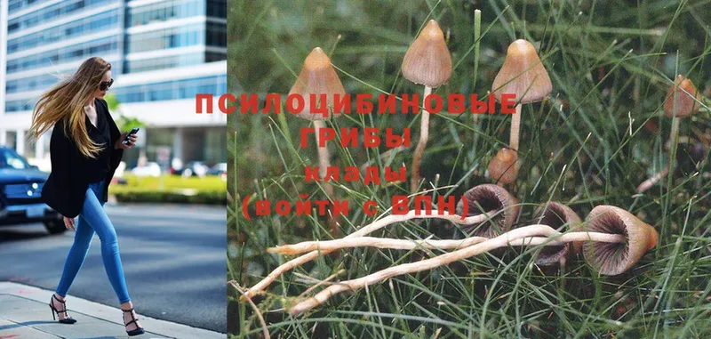 Псилоцибиновые грибы Psilocybine cubensis Шадринск